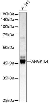 ANGPTL4 Rabbit Polyclonal Antibody