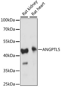 ANGPTL5 Rabbit Polyclonal Antibody