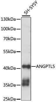 ANGPTL5 Rabbit Polyclonal Antibody
