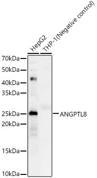 ANGPTL8 Rabbit Polyclonal Antibody