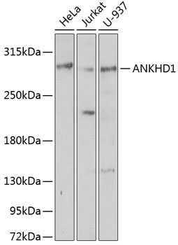 ANKHD1 Rabbit Polyclonal Antibody