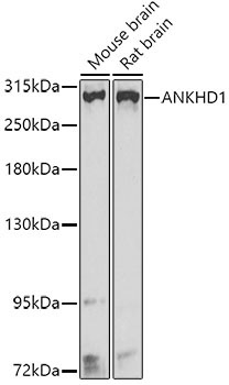 ANKHD1 Rabbit Polyclonal Antibody