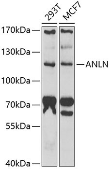 ANLN Rabbit Polyclonal Antibody