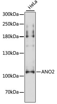 ANO2 Rabbit Polyclonal Antibody