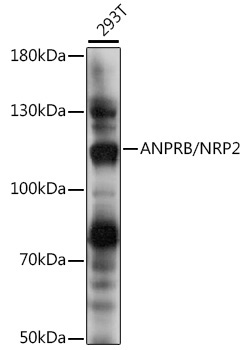 ANPRB/NRP2 Rabbit Polyclonal Antibody