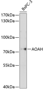 AOAH Rabbit Polyclonal Antibody