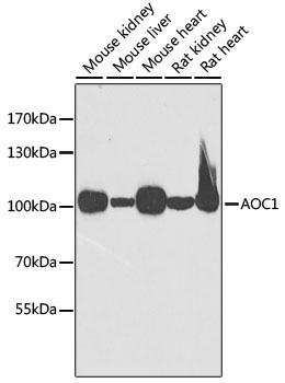 AOC1 Rabbit Polyclonal Antibody