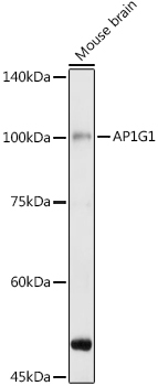 AP1G1 Rabbit Polyclonal Antibody
