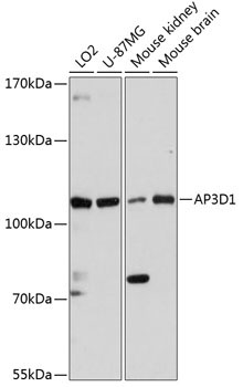 AP3D1 Rabbit Polyclonal Antibody