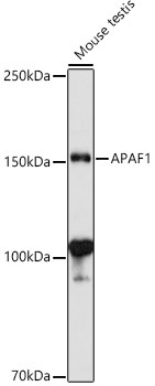 APAF1 Rabbit Polyclonal Antibody