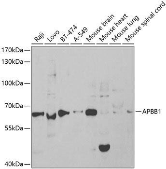 APBB1 Rabbit Polyclonal Antibody
