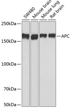 APC Rabbit Monoclonal Antibody