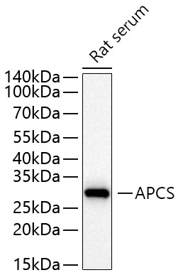 APCS Rabbit Polyclonal Antibody