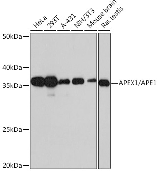 APEX1/APE1 Rabbit Monoclonal Antibody