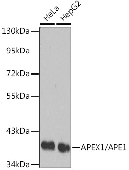 APEX1/APE1 Rabbit Polyclonal Antibody