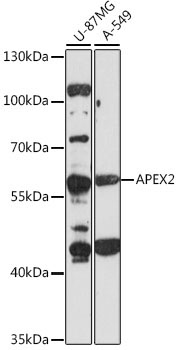 APEX2 Rabbit Polyclonal Antibody