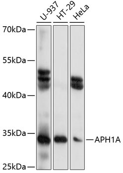 APH1A Rabbit Polyclonal Antibody