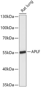 APLF Rabbit Polyclonal Antibody
