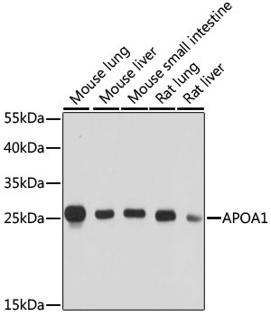 APOA1 Rabbit Polyclonal Antibody