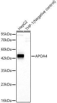 APOA4 Rabbit Monoclonal Antibody