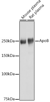 ApoB Rabbit Polyclonal Antibody