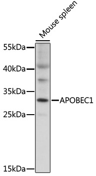 APOBEC1 Rabbit Polyclonal Antibody