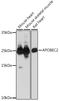 APOBEC2 Rabbit Polyclonal Antibody