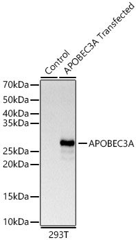 APOBEC3A Rabbit Polyclonal Antibody