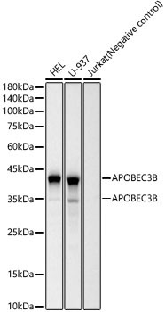 APOBEC3B Rabbit Monoclonal Antibody