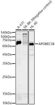 APOBEC3B Rabbit Polyclonal Antibody