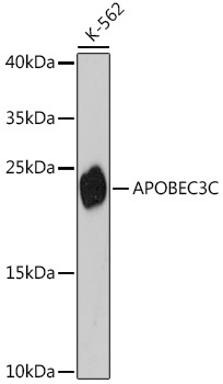 APOBEC3C Rabbit Polyclonal Antibody