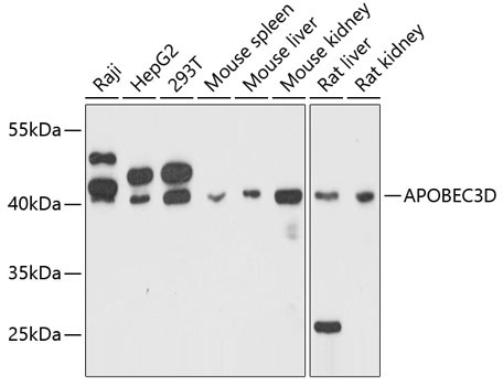 APOBEC3D Rabbit Polyclonal Antibody