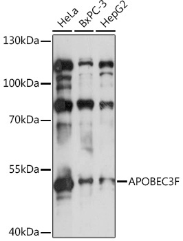 APOBEC3F Rabbit Polyclonal Antibody
