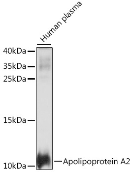 Apolipoprotein A2 Rabbit Polyclonal Antibody