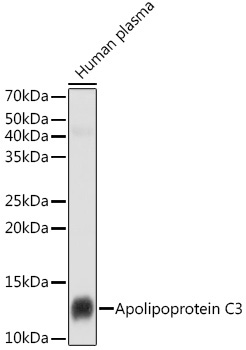 Apolipoprotein C3 Rabbit Monoclonal Antibody