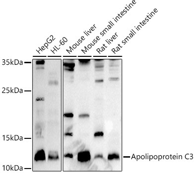 Apolipoprotein C3 Rabbit Polyclonal Antibody