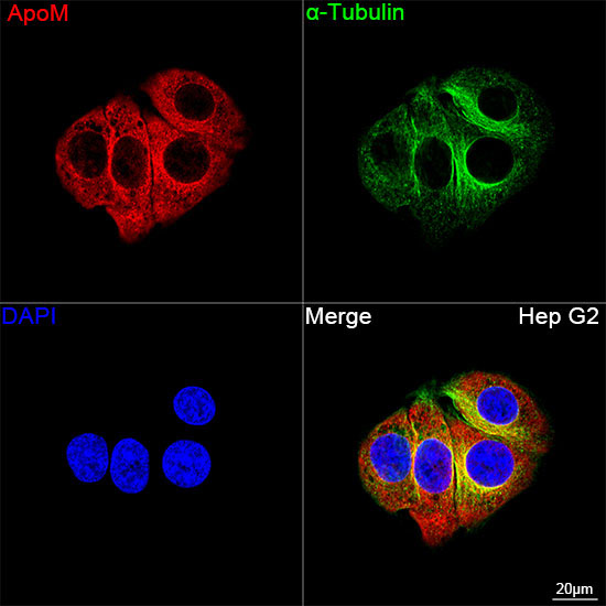ApoM Rabbit Monoclonal Antibody