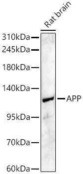APP Rabbit Polyclonal Antibody