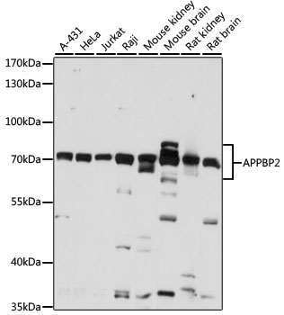 APPBP2 Rabbit Polyclonal Antibody