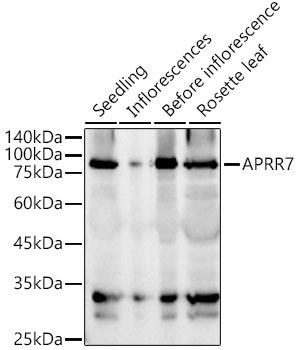 APRR7 Rabbit Polyclonal Antibody