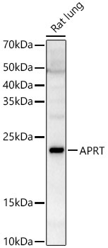 APRT Rabbit Polyclonal Antibody