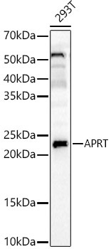 APRT Rabbit Polyclonal Antibody