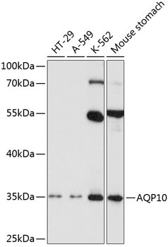 AQP10 Rabbit Polyclonal Antibody