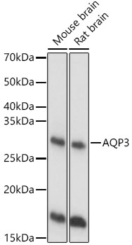 AQP3 Rabbit Polyclonal Antibody