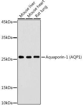 Aquaporin-1 (AQP1) Rabbit Polyclonal Antibody