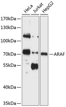 ARAF Rabbit Polyclonal Antibody