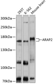 ARAP2 Rabbit Polyclonal Antibody