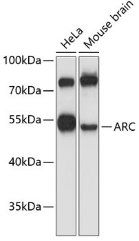 ARC Rabbit Polyclonal Antibody