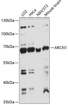 ARCN1 Rabbit Polyclonal Antibody