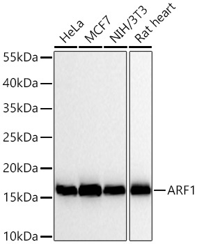 ARF1 Rabbit Monoclonal Antibody